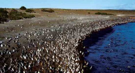 I, Turbo, the Magellanic Penguin Image